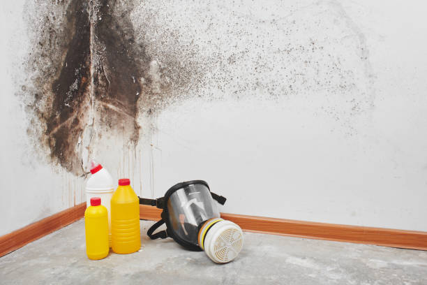 Best Attic Mold Removal  in Krugerville, TX