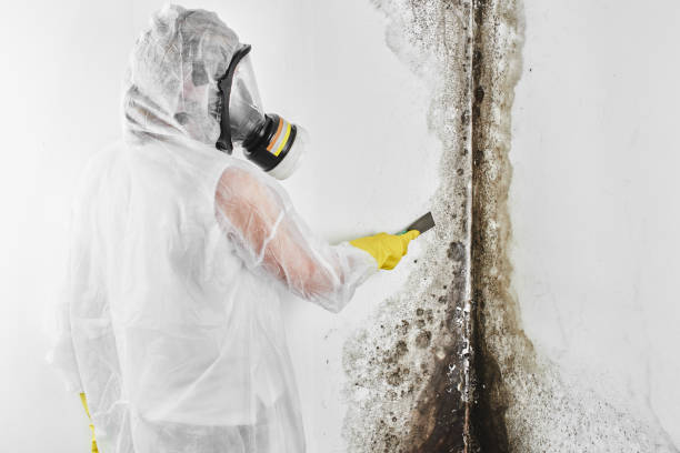 Best Mold Removal Near Me  in Krugerville, TX