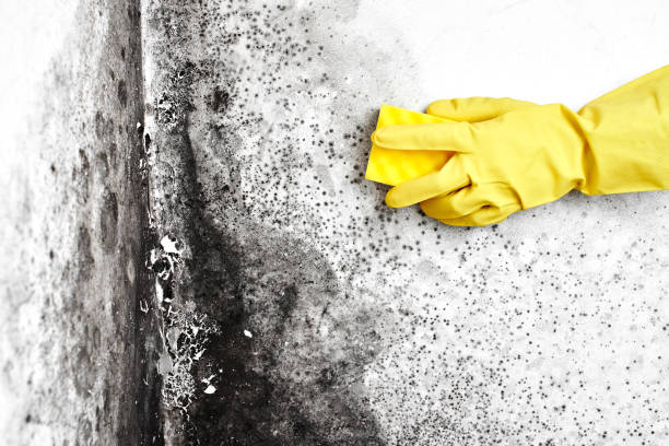 Best Local Mold Removal Service  in Krugerville, TX