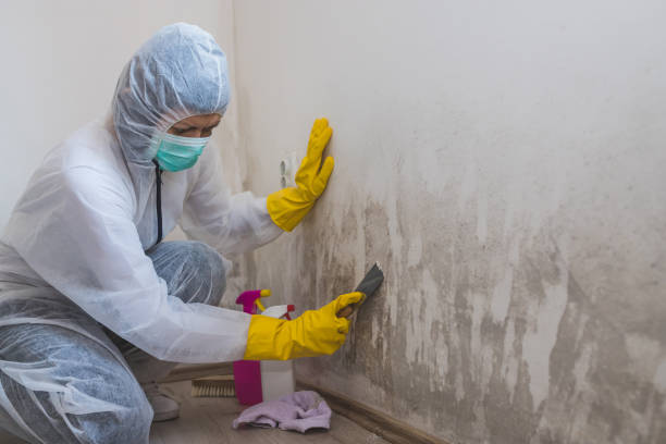 Best Best Mold Removal Companies  in Krugerville, TX