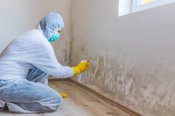 Home Mold Removal in Krugerville, TX