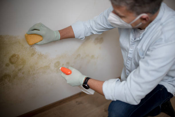 Best Professional Mold Removal  in Krugerville, TX