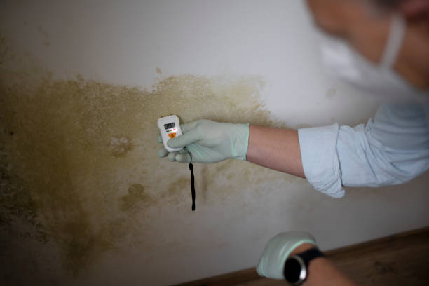 Best Mold Remediation  in Krugerville, TX