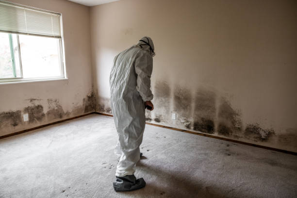 Certified Mold Removal in Krugerville, TX