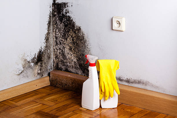 Best Toxic Mold Removal  in Krugerville, TX