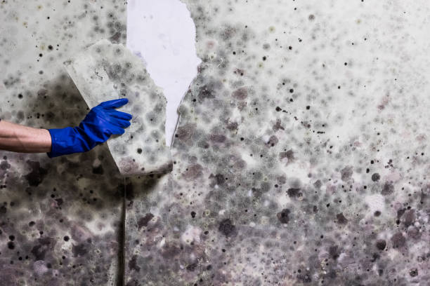 Best Home Mold Removal  in Krugerville, TX