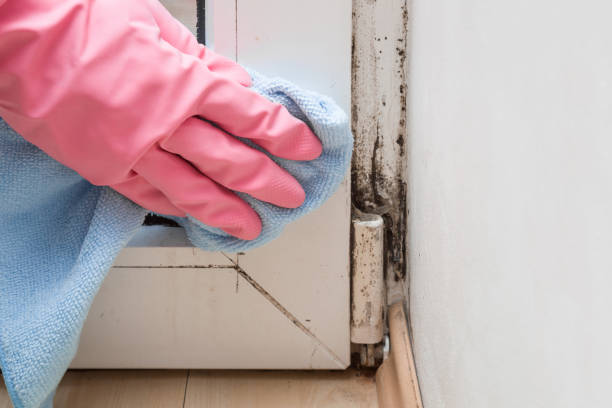 Best Mold Removal and Inspection  in Krugerville, TX